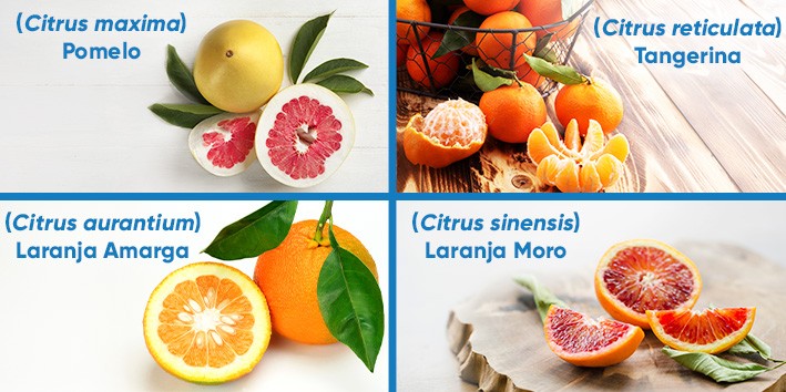 Laranja amarga ou laranja moro